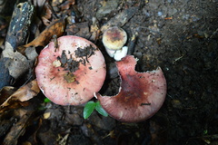 Russula amoena