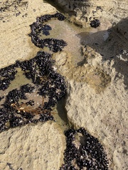 Brachidontes rostratus