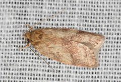 Oligoloba severa