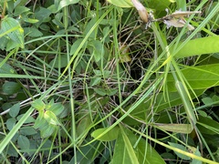 Scleria secans