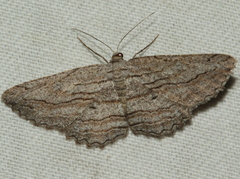 Scioglyptis loxographa