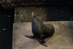 Arctocephalus