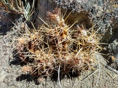 Austrocactus coxii