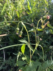 Crassocephalum crepidioides