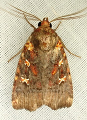 Perigea ignitincta