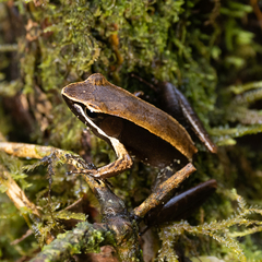 Mantidactylus
