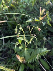 Crassocephalum crepidioides