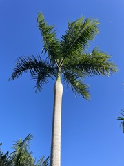 Roystonea borinquena