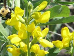 Thermopsis