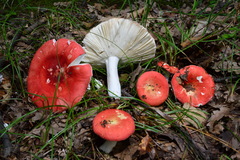 Russula lepida