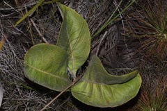 Byrsonima verbascifolia