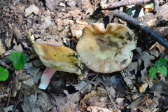 Russula violeipes