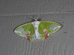 Protuliocnemis partita