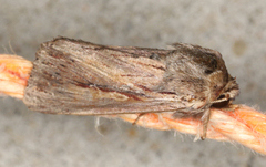 Persectania dyscrita