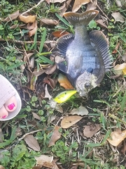Lepomis macrochirus purpurascens