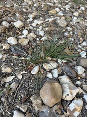 Carex planostachys