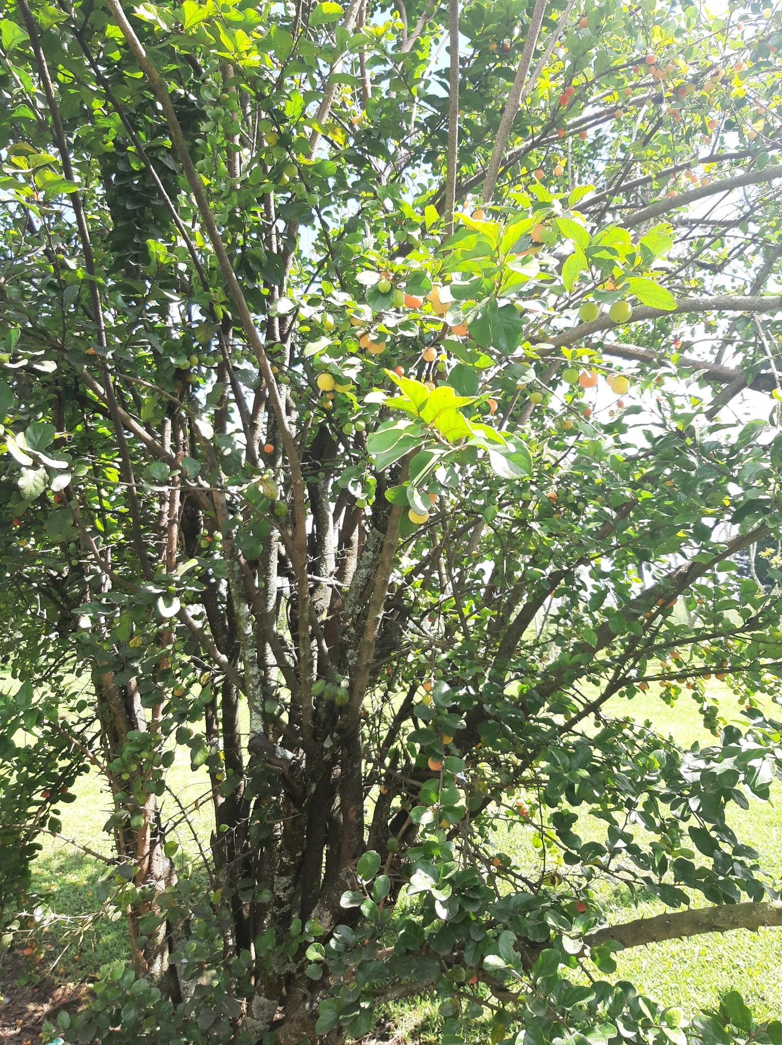 Dovyalis image