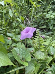 Ipomoea setifera