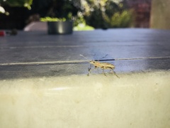 Naupactus xanthographus