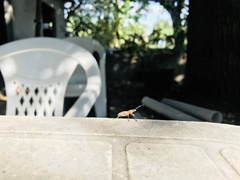 Naupactus xanthographus
