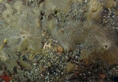 Halichondria panicea