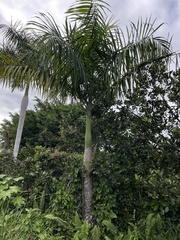 Roystonea borinquena