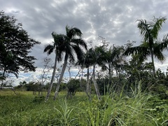 Roystonea borinquena