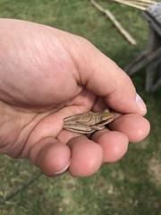 Boana pulchella