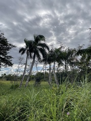 Roystonea borinquena