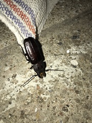 Mallodon spinibarbis