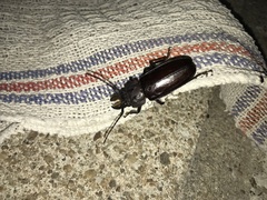 Mallodon spinibarbis