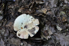 Russula violeipes