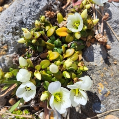 Gentianella saxosa