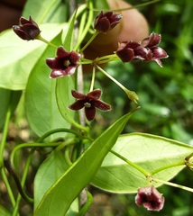 Vincetoxicum barbatum