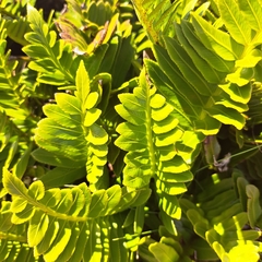 Asplenium obtusatum