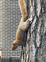 Sciurus carolinensis