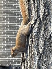 Sciurus carolinensis