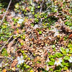 Epilobium komarovianum