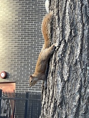 Sciurus carolinensis