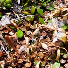 Epilobium komarovianum