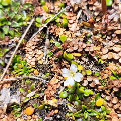 Epilobium komarovianum
