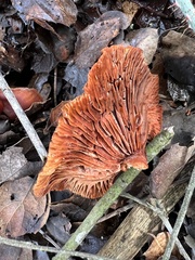 Lactarius rufulus