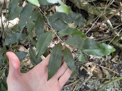 Drypetes lateriflora