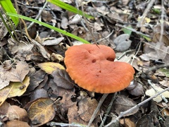Lactarius rufulus