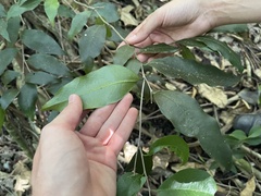 Drypetes lateriflora