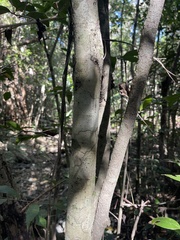 Drypetes lateriflora