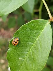 Harmonia axyridis