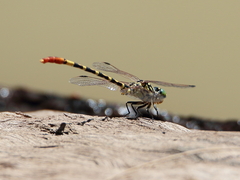 Austroepigomphus turneri