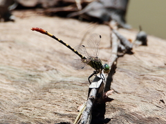 Austroepigomphus turneri
