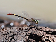 Austroepigomphus turneri